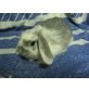 Zwergwidder Chinchilla-weiß - weiblich
