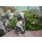 Zwergwidder Jungtiere und Babys