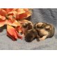 Zwergwidder Kaninchen Babys