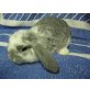 Zwergwidder chinchilla-weiß - männlich