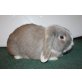 Zwergwidder - männlich