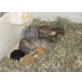 Zwergwidder wild/hasengrau