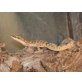 Zwergwüstengecko - weiblich