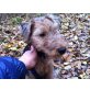 Zwucki, Welsh Terrier Welpen - Rüde