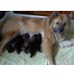 a-Wurf, Eurasier - Hündin