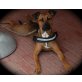 abby, holländischer herdehund/boxer - Hündin