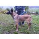 acco, Malinois - Rüde