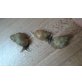 achatina fulica - Zwitter