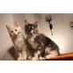 achilles angy, Maine Coon - Kater