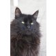 adonis, Maine Coon - Kater
