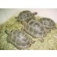 Ägyptische Landschildkröte - männlich