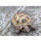 Ägyptische Landschildkröte - männlich