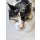 Älteres Katzenmädchen Lemon Tree - NOTFALL!, EKH Mix, Hauskatze - Katze