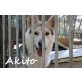 akito-ist ein lustiger,lebensfroher hund, husky-mischling - Rüde