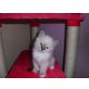 aladin, Heilige Birma - Kater