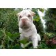 alfred, Shar Pei Welpen - Rüde