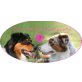 alle Farben, Australian Shepherd Dog Welpen - Hündin