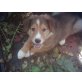 altdeutscher Hütehund und amerkanischer Colli Welpen - Rüde