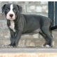 american pit bull  - Rüde