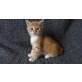 amerikanische KH + europäische KH - Kater