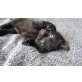 amerikanische KH + europäische KH - Kater