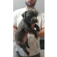 *amerikanische Pitbull-Welpen, Amerikanischer Pit-Bullterrier - Rüde