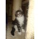 amigo, Maine Coon - Kater