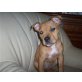 amy, Amerikanischer Staffordshire-Terrier Welpen - Hündin