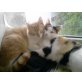 amy und stupsi, kurzhaar - Katze