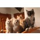 angelo aslan amigo achilles und angy, Maine Coon - Kater