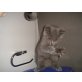 anika, Britisch Kurzhaarkatze - Katze