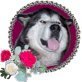animalforheart, Alaskan Malamute Welpen - Hündin