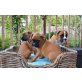 (annika.wilhauk@gmx.at), Boxer Welpen - Rüde