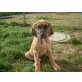 antjes-doggen, Deutsche Dogge Welpen - Hündin