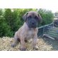 antjes-doggen von der Wevelsburg, Deutsche Dogge - Hündin