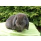 antjes-minis, NHD - männlich