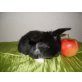 antjes-minis, NHD - weiblich