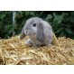 antjes-minis, Niederländische Zwergwidder - männlich