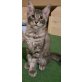 aragon, Maine Coon - Kater