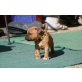arlos Santana Of Roots Staff, Staffordshire-Bullterrier Welpen - Rüde