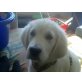aron, Golden Retriever - Rüde