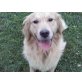 aron, Golden Retriever - Rüde