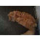 aslan, Perser Rot - Kater
