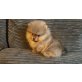 atemberaubender brauner Pomeranian Welpe, Zwergspitz - Rüde