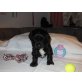 aus dem Hause MAXI, Tibet-Terrier Welpen - Rüde