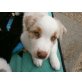 aussie, Australian Shepherd Dog Welpen - Rüde