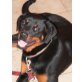 ayla, Rottweiler - Hündin