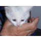 baby, kurz/langhaar - Katze