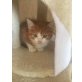 babykater - Kater
