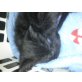 babykatze - Katze